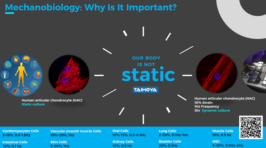 Mechanobiology-Why Is It Important